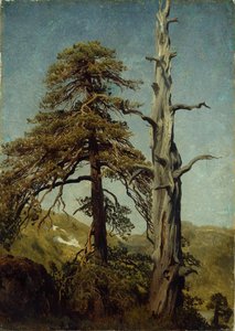 Studie van bomen